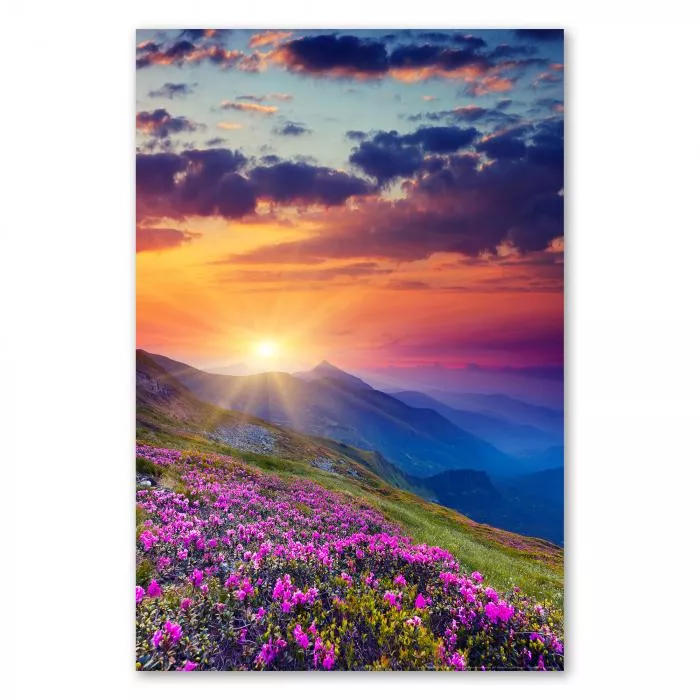 Atemberaubender Sonnenuntergang über einer Bergwiese voller rosa blühender Alpenrosen.